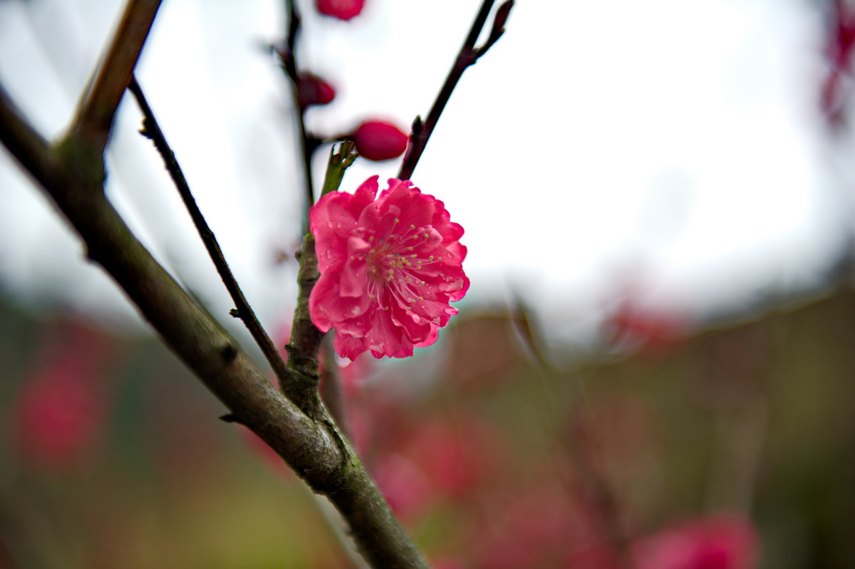 DSC_5352_调整大小.jpg