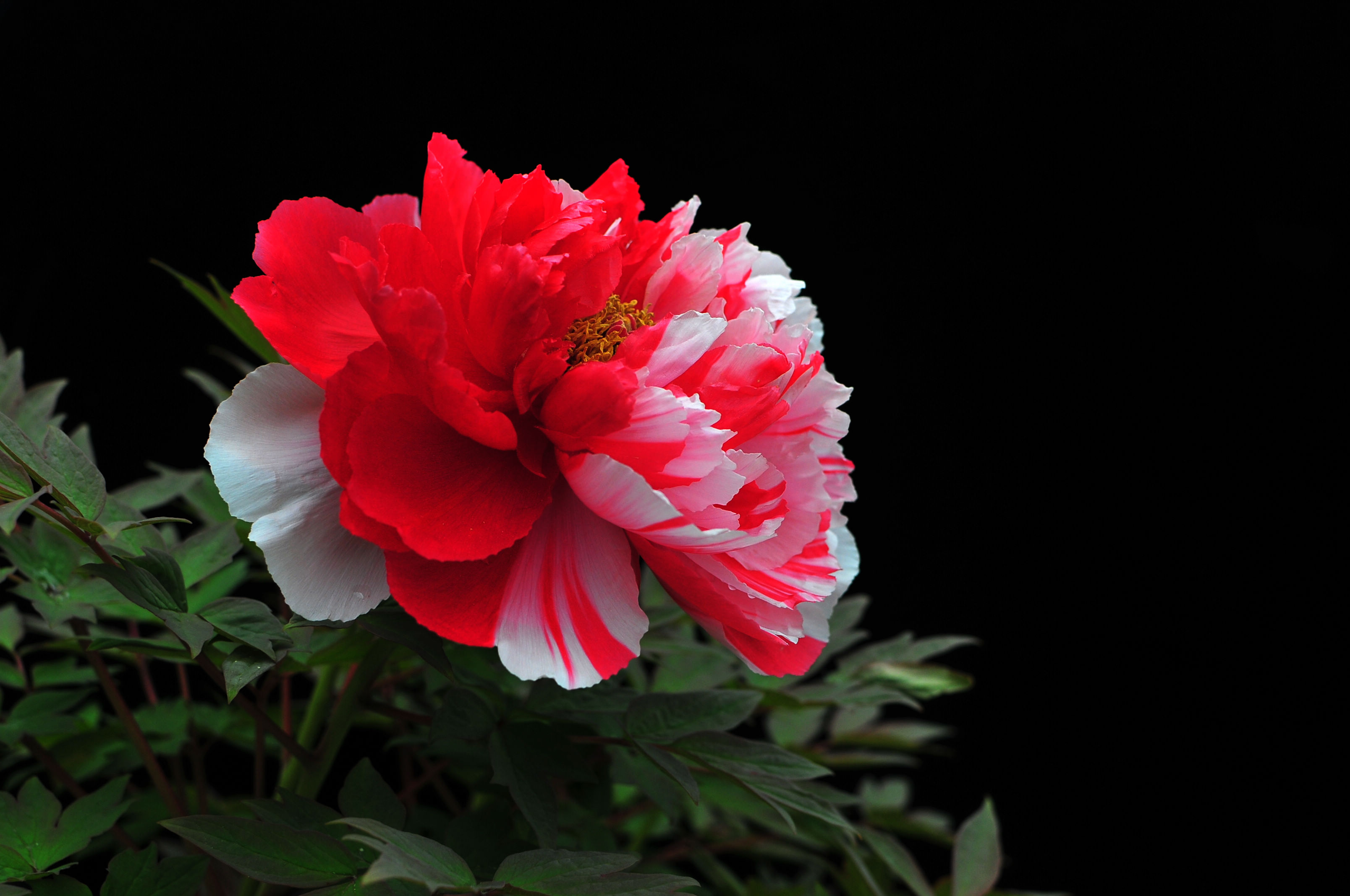 DSC_2967.jpg
