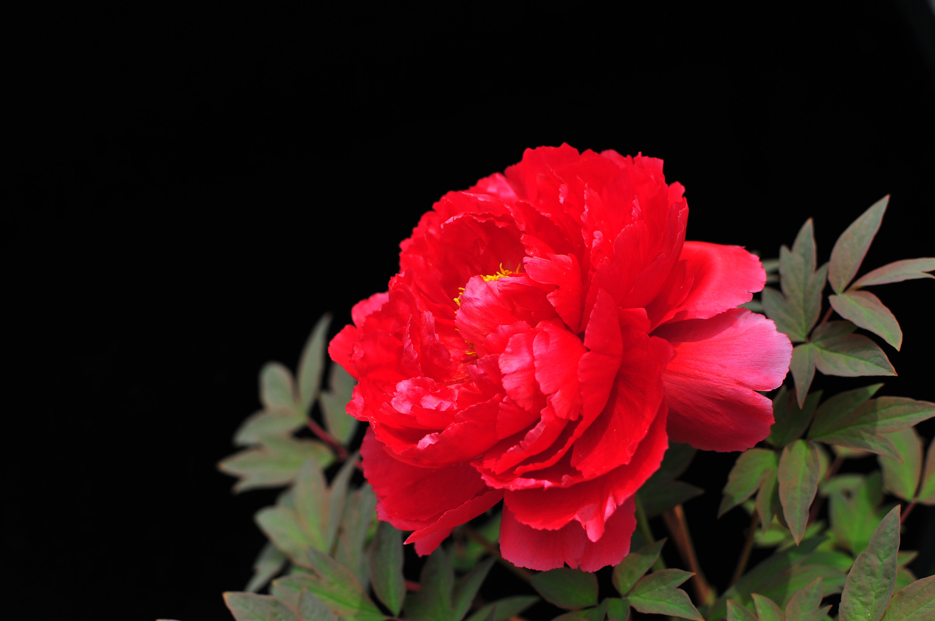 DSC_2971.jpg