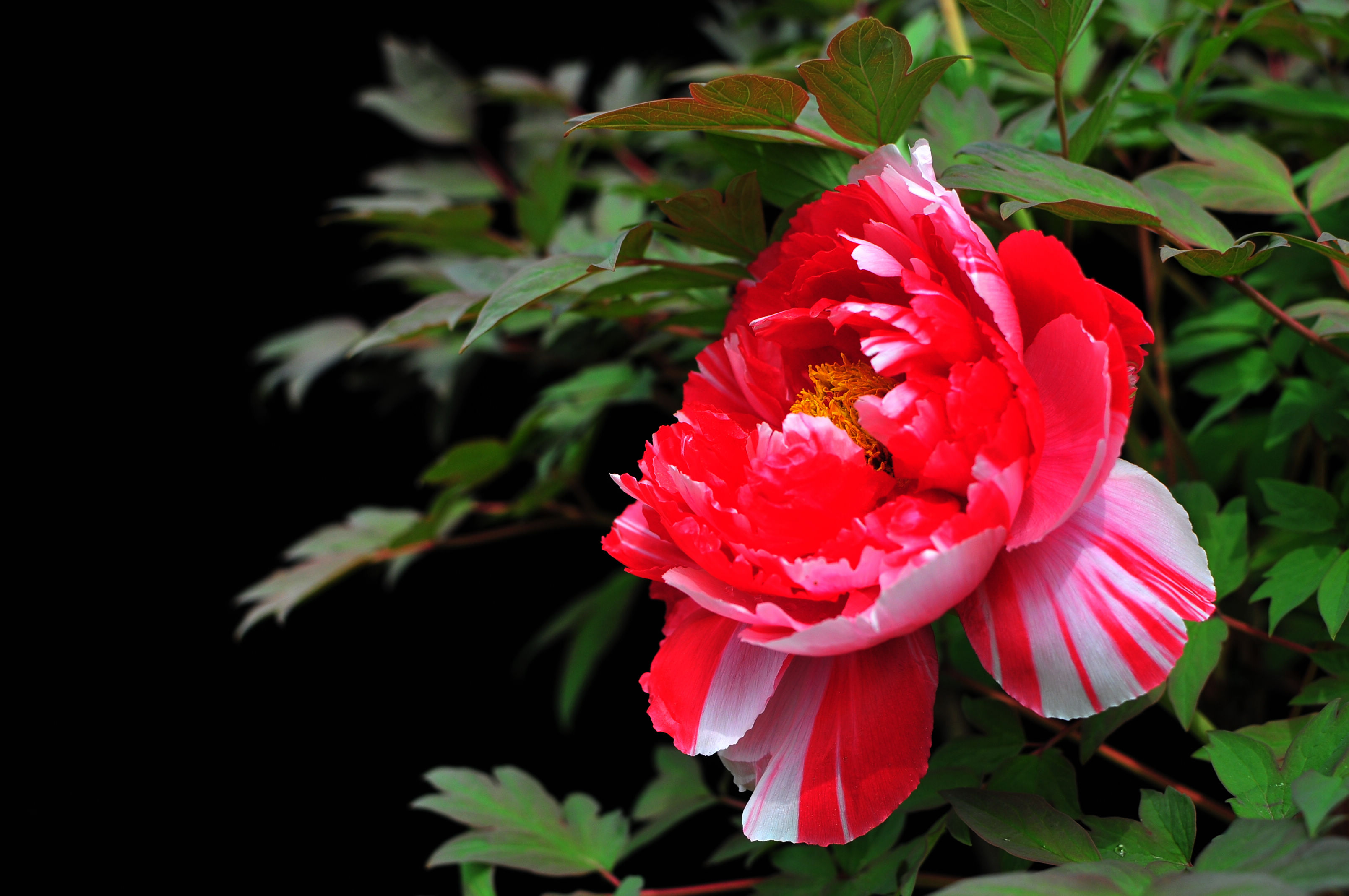 DSC_2973.jpg