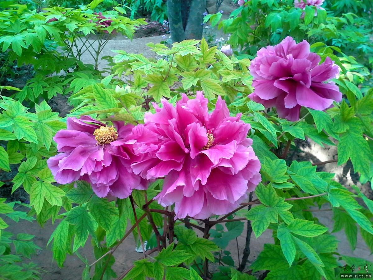 20130512_162749-1_调整大小.jpg