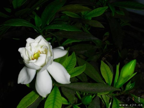 124710xfv0jpqssqfpfmjw.jpg