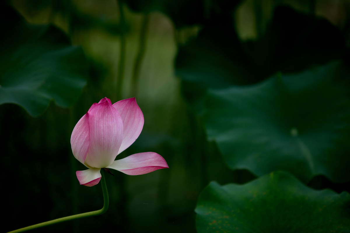 125A0021_调整大小.jpg