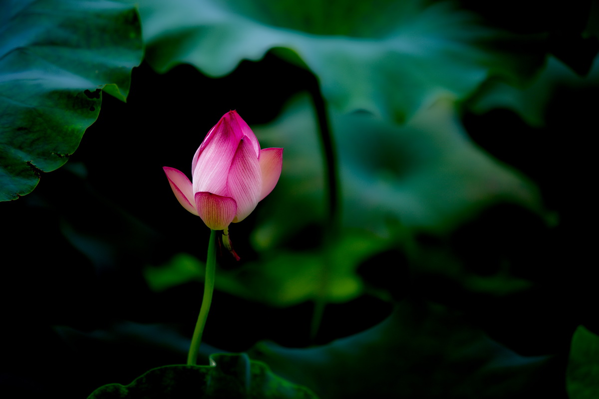 125A0073_调整大小.jpg