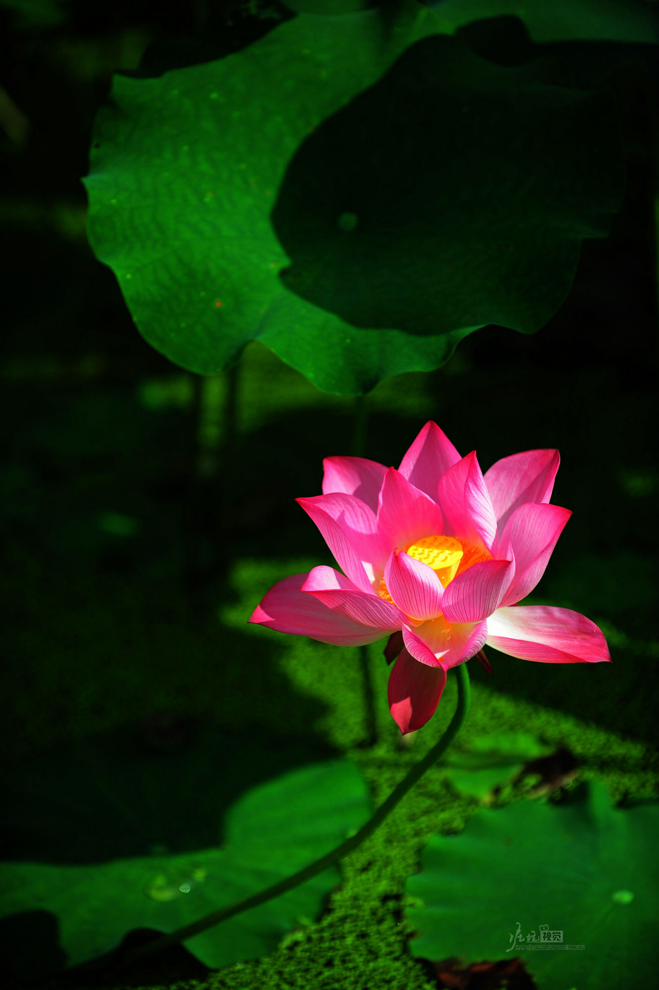 DSC_6266.jpg