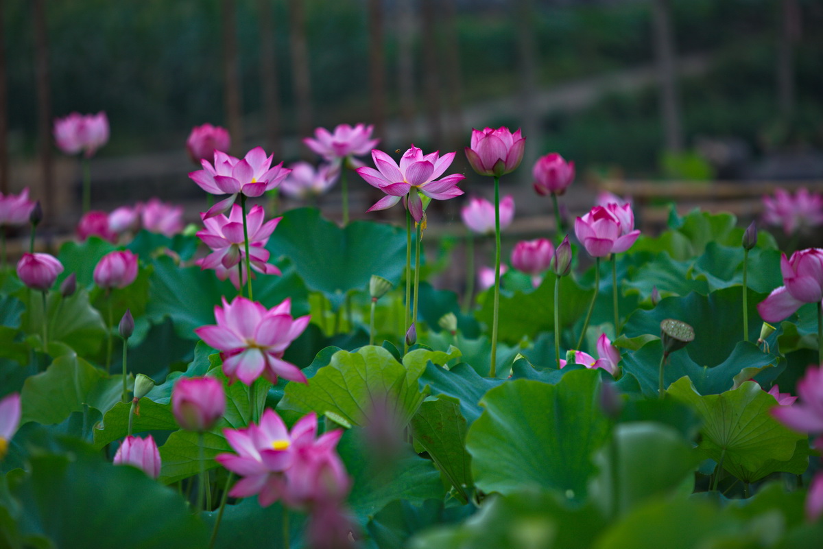 125A0674-1.jpg