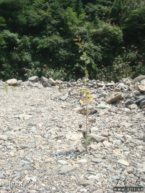 DSC06412.jpg