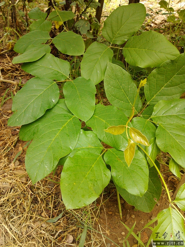 IMG_20130722_071414_副本.jpg