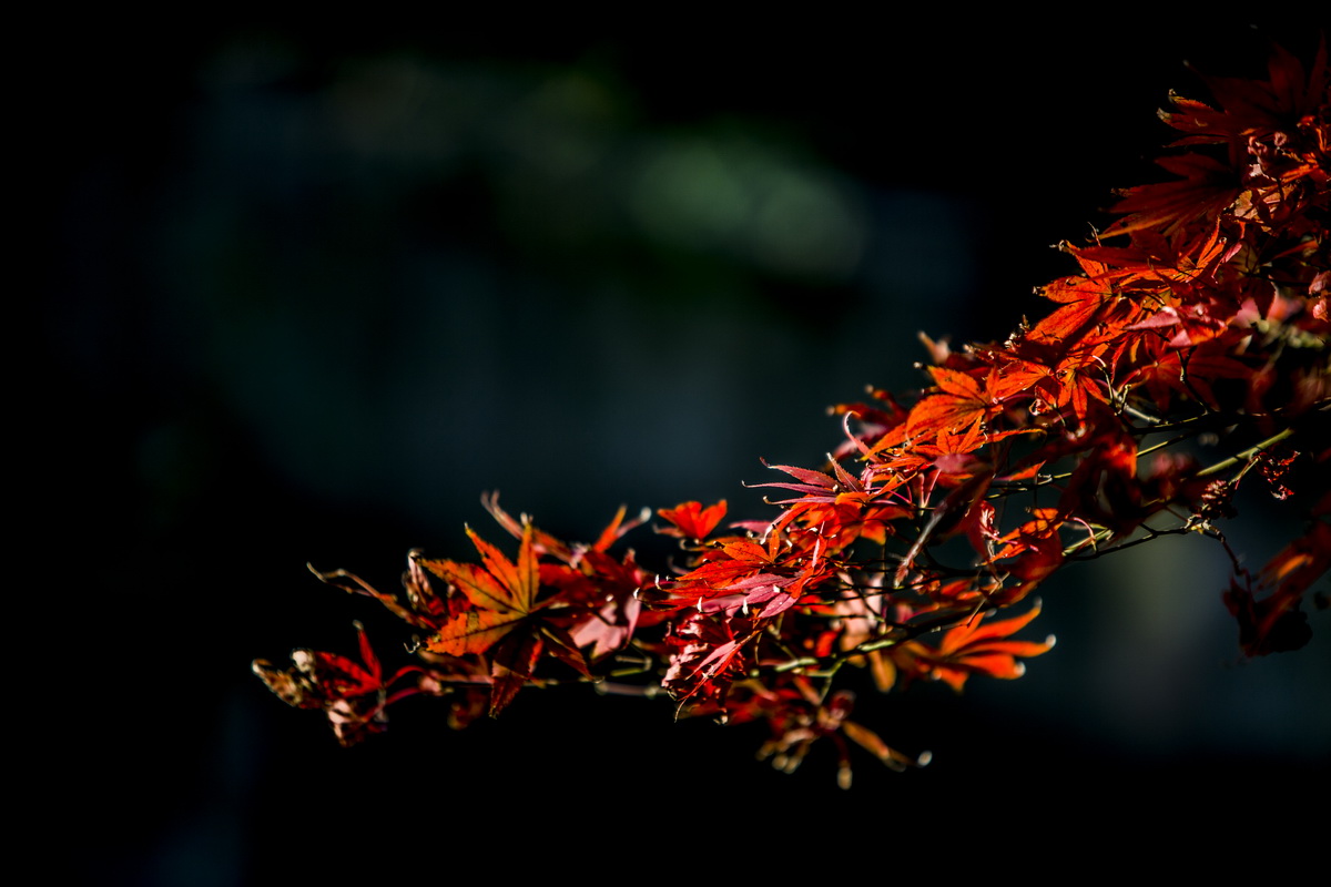 125A7180_调整大小.jpg