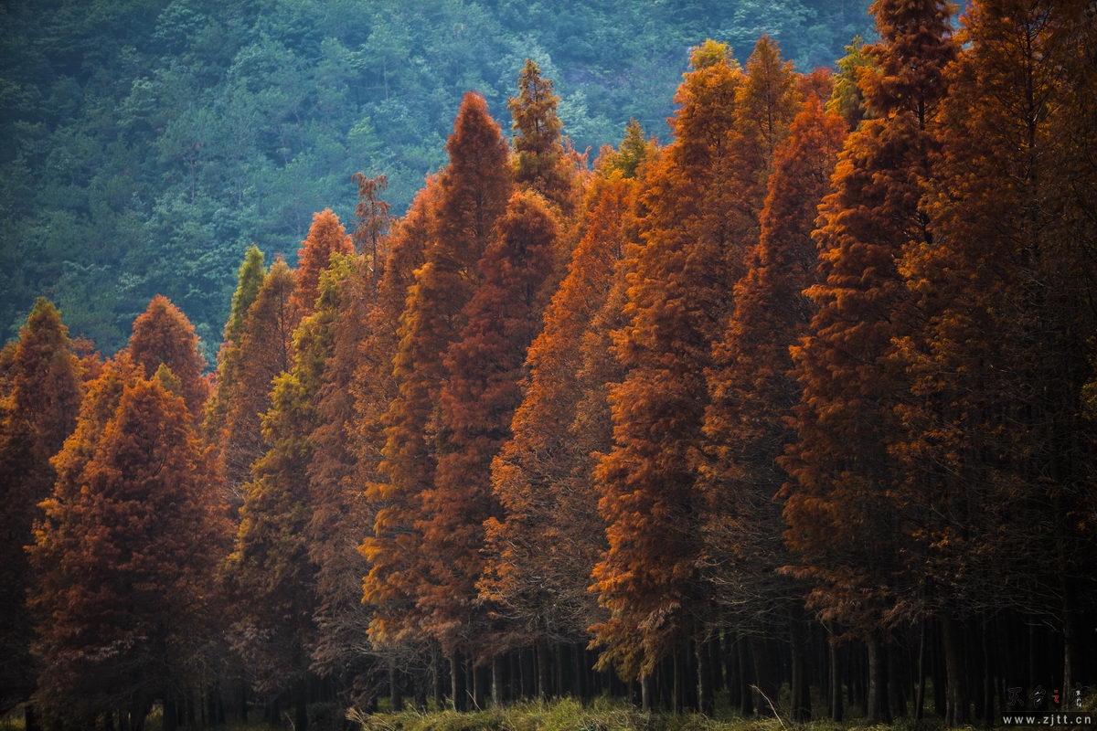 125A8246_调整大小.jpg