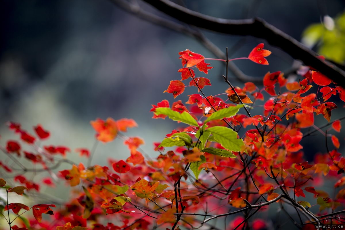 125A8006_调整大小.jpg
