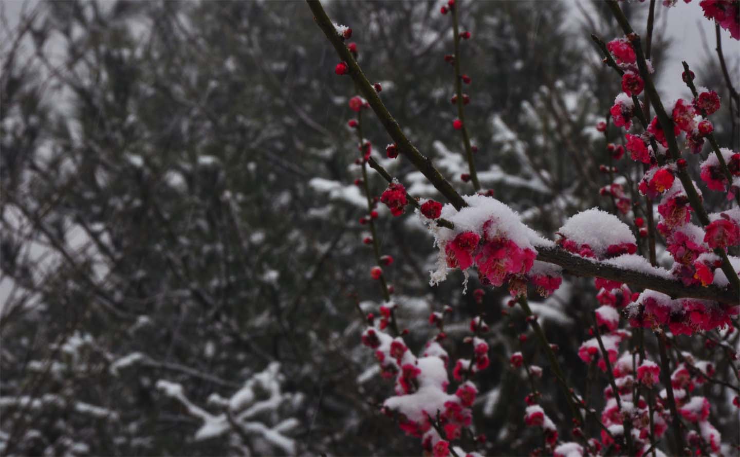 DSC_0264.JPG