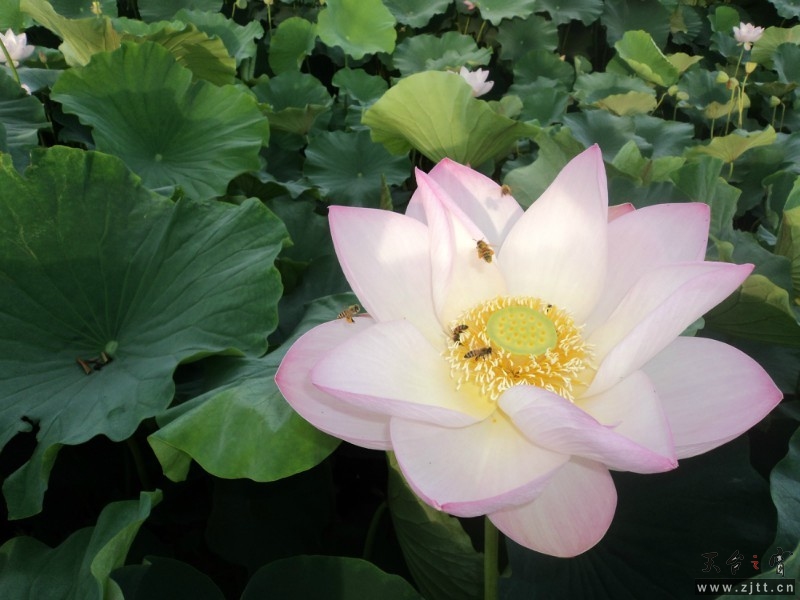 QQ图片20130703143248.jpg