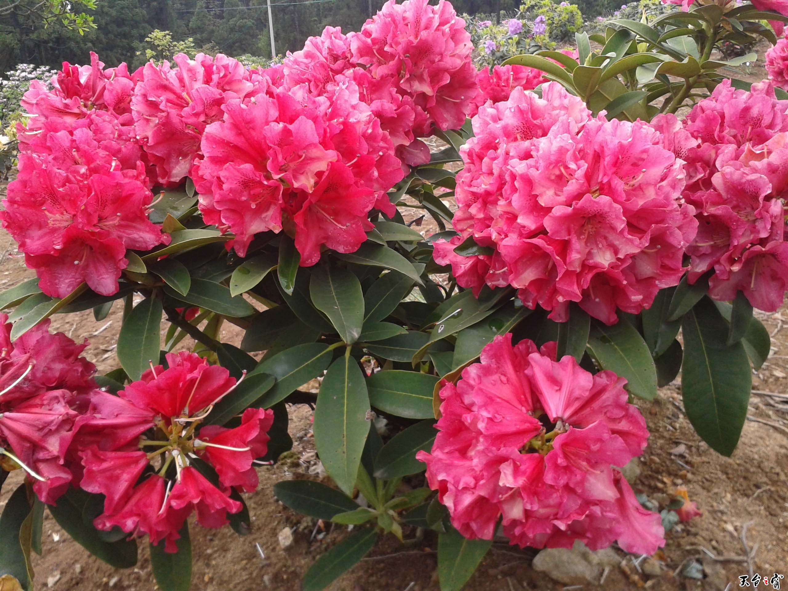 20140511_113109.jpg
