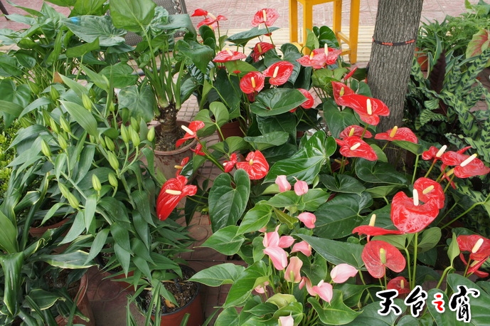 DSC00621_调整大小.JPG