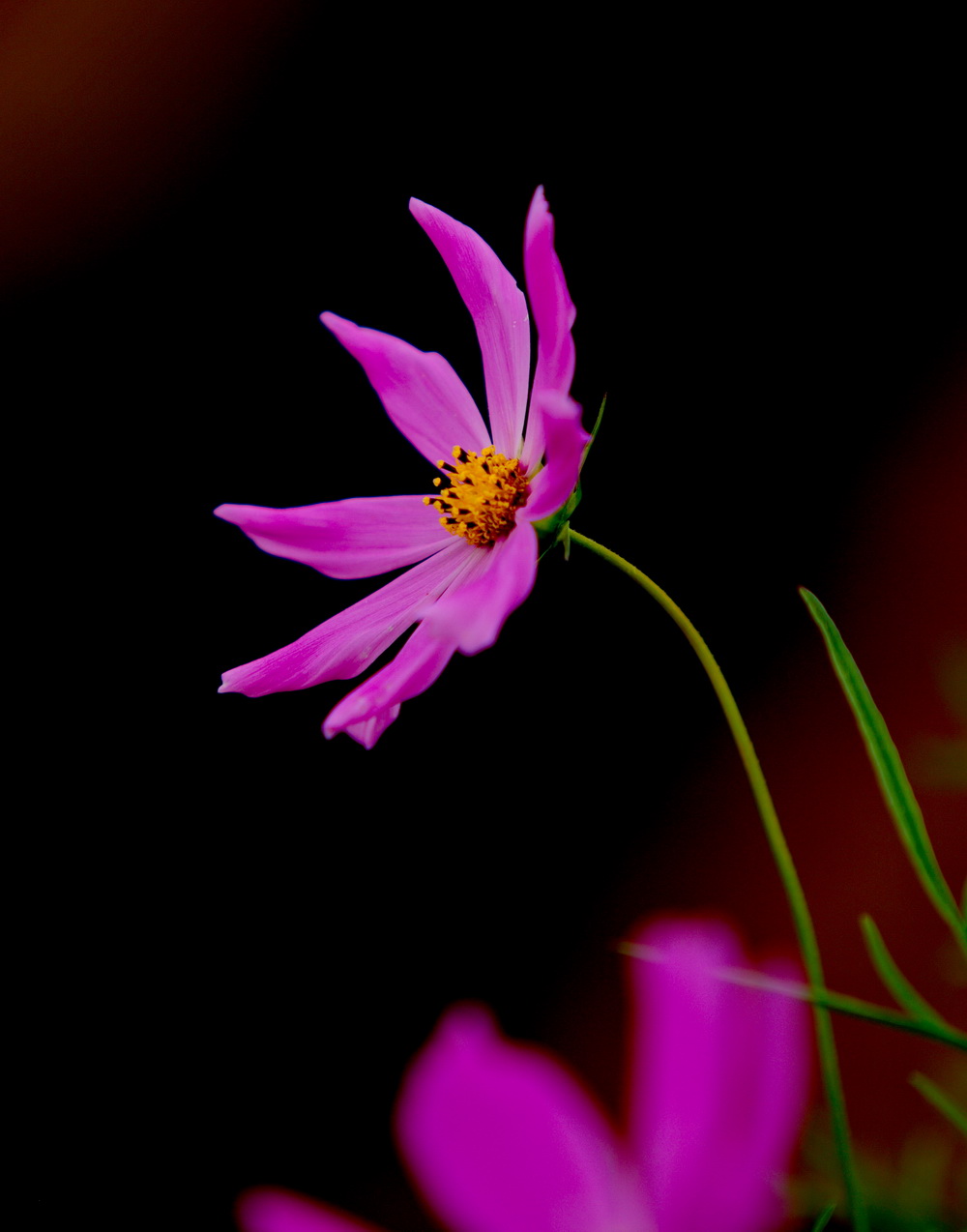 125A4360-1.jpg