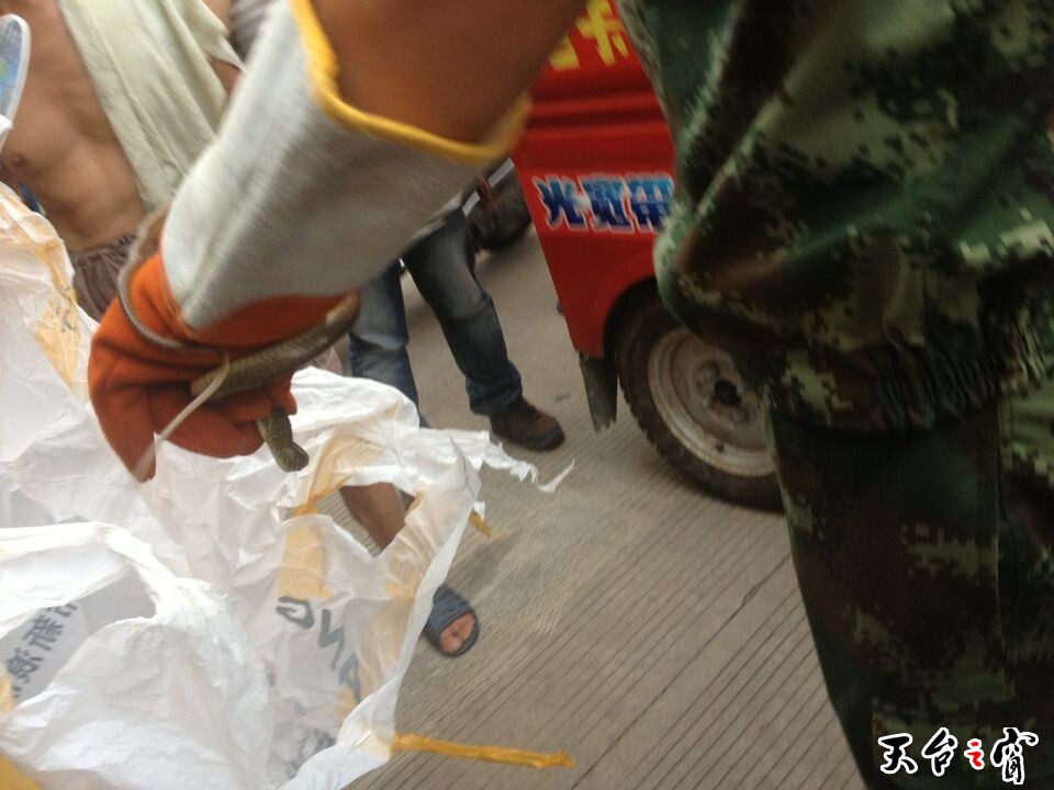 蛇跑到电动车里了
