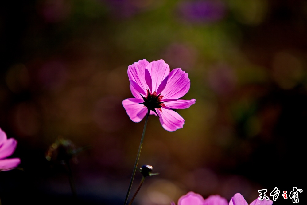 125A8267_调整大小.jpg