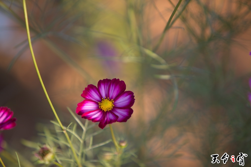 125A8335_调整大小.jpg