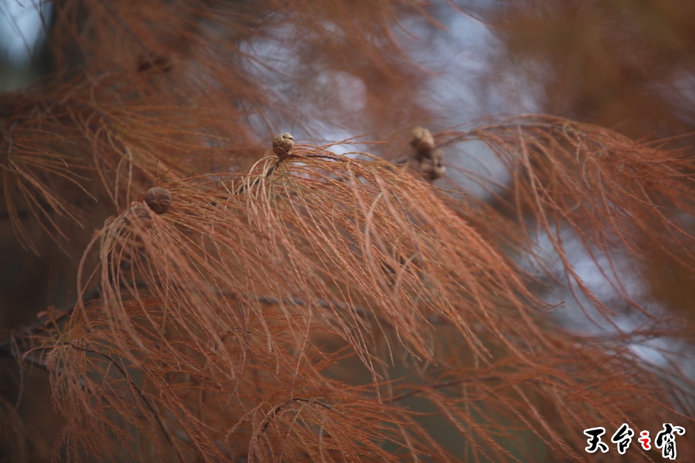 125A7518_调整大小.jpg