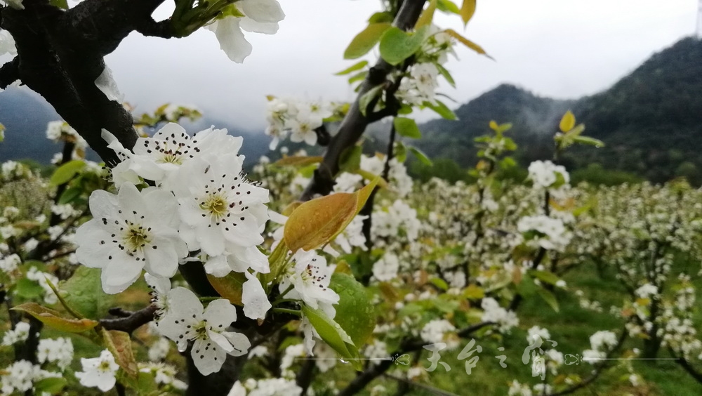 IMG_20170409_113422_调整大小.jpg