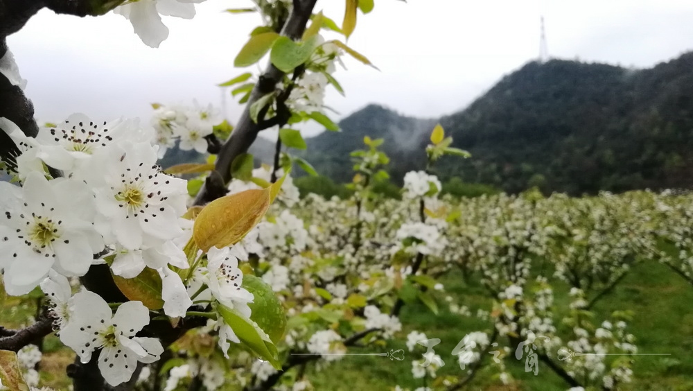 IMG_20170409_113425_调整大小.jpg