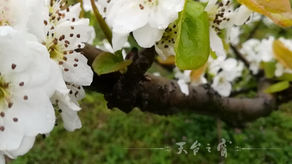 IMG_20170409_113532_调整大小.jpg