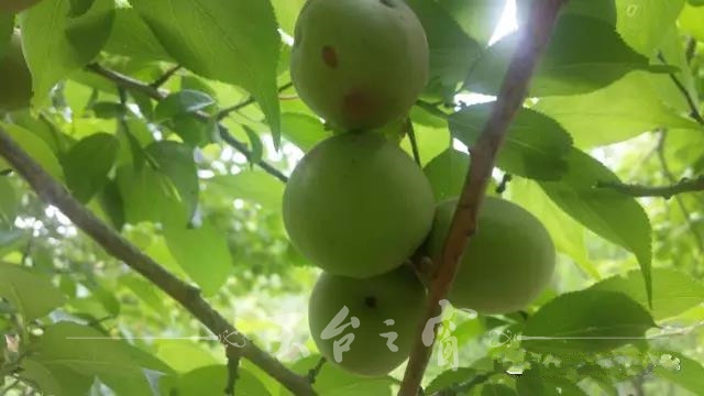 微信图片_20170524152904_副本.jpg
