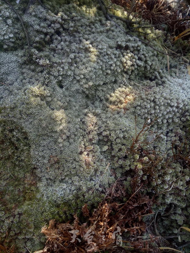 IMG20180109115606_调整大小_调整大小.jpg