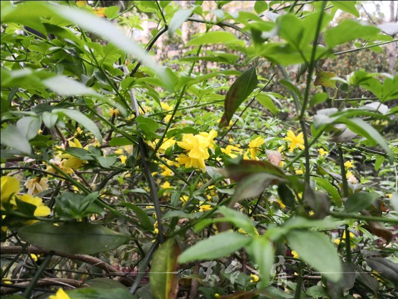 IMG_20180404_062726.jpeg