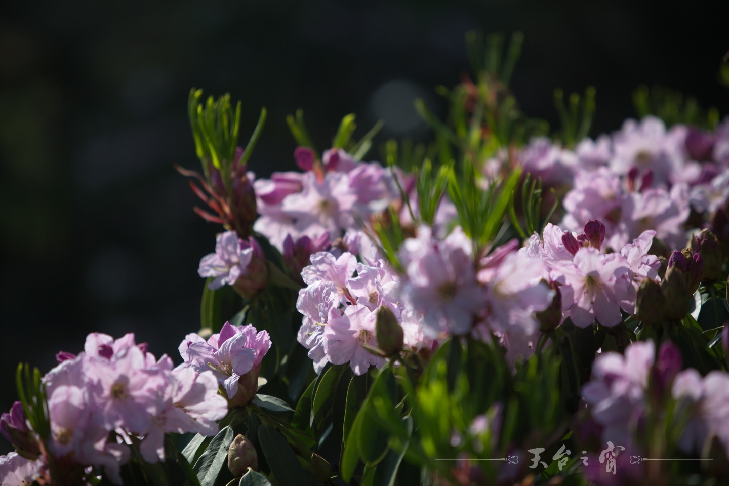 125A8670_调整大小.jpg