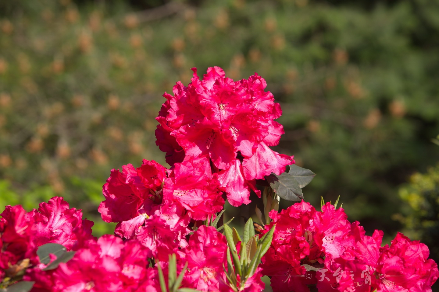125A8655_调整大小.jpg