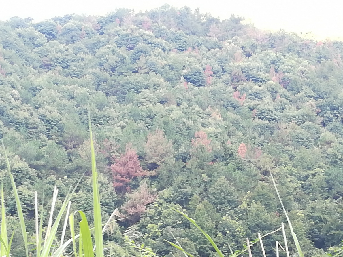 IMG_20180910_064402.jpg
