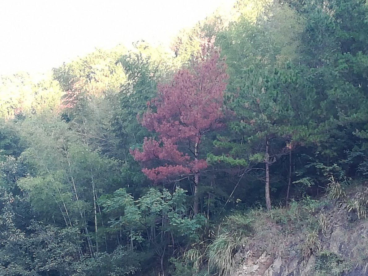 IMG_20180910_065541.jpg