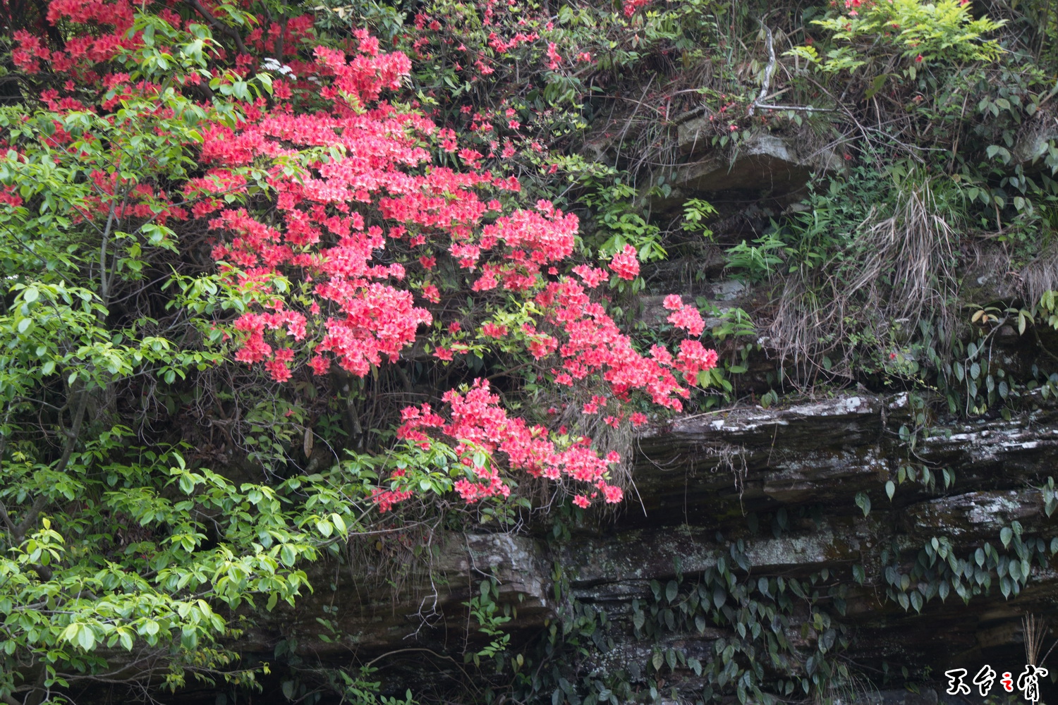 IMG_6684_调整大小.jpg