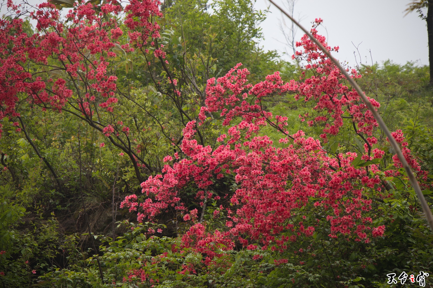 IMG_6689_调整大小.jpg
