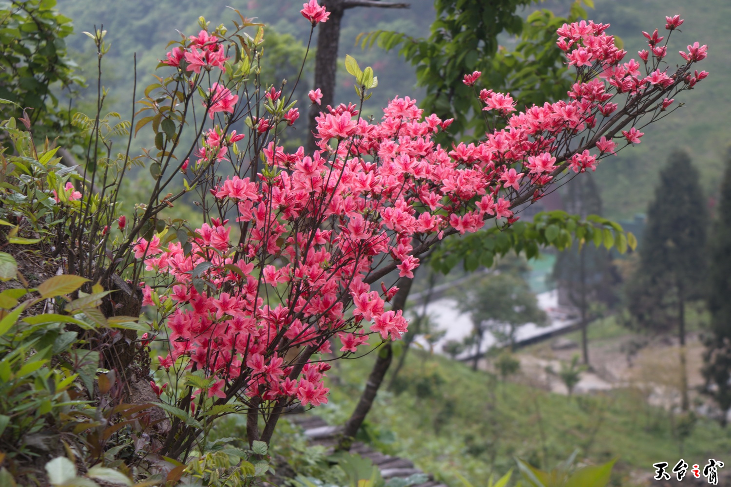 IMG_6695_调整大小.jpg