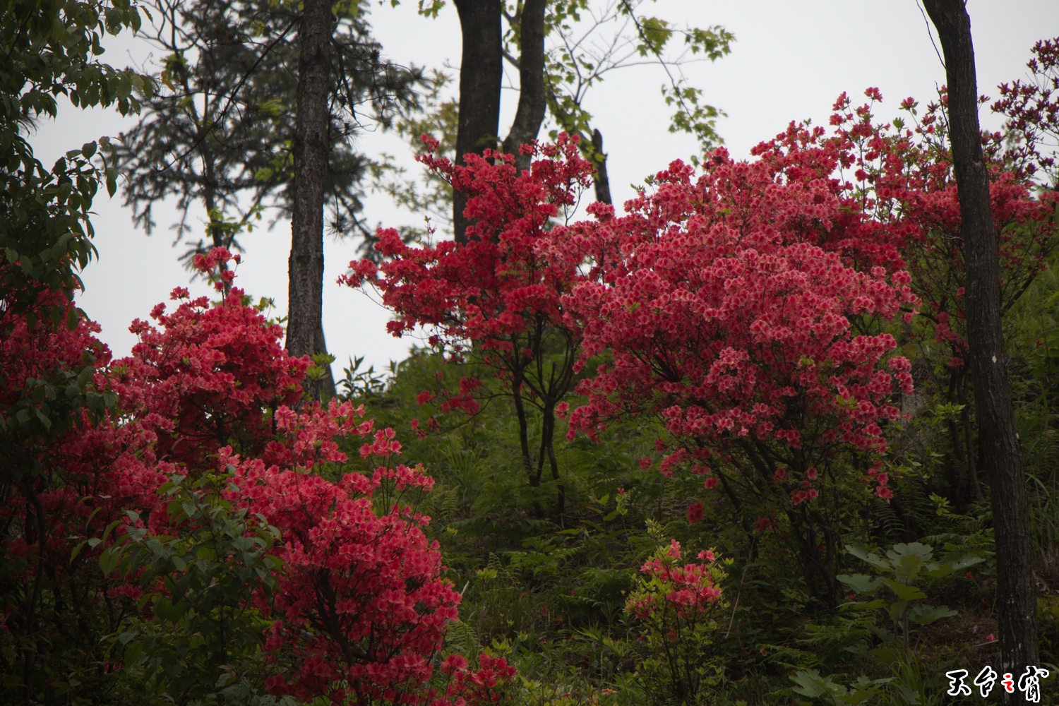 IMG_6692_调整大小.jpg