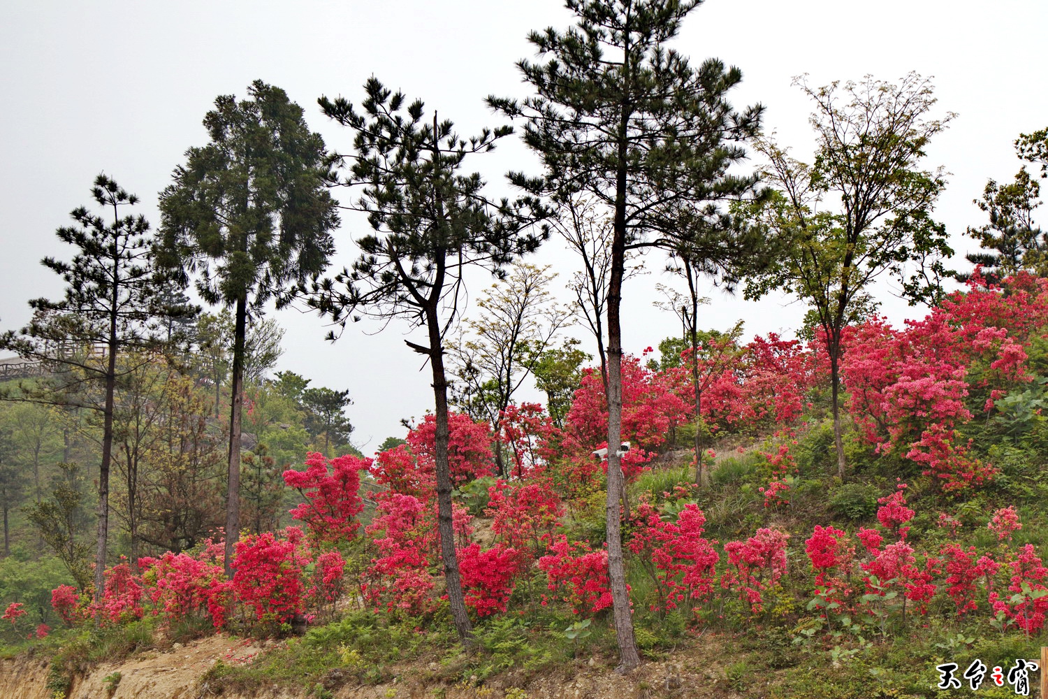 IMG_6709_调整大小.jpg