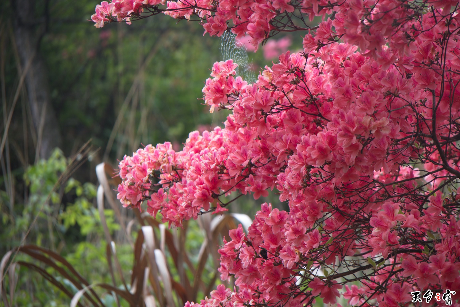 IMG_6716_调整大小.jpg