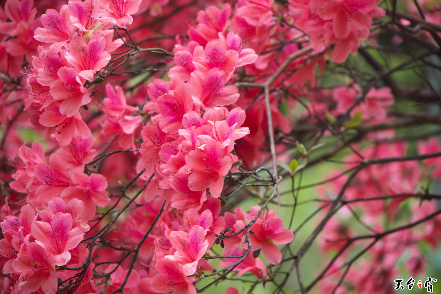 IMG_6717_调整大小.jpg