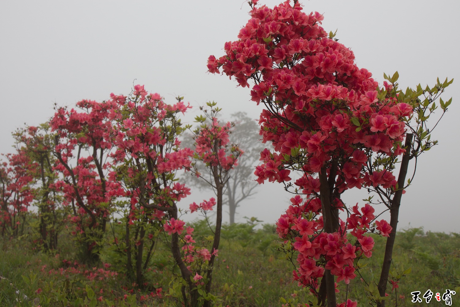 IMG_6750_调整大小.jpg
