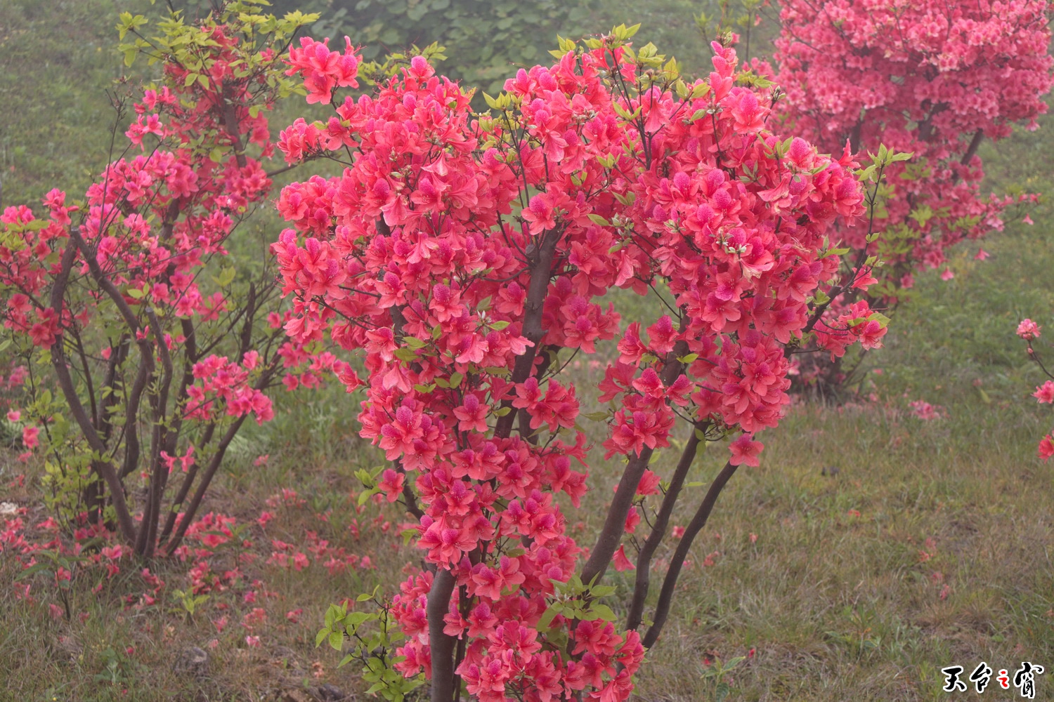 IMG_6741_调整大小.jpg