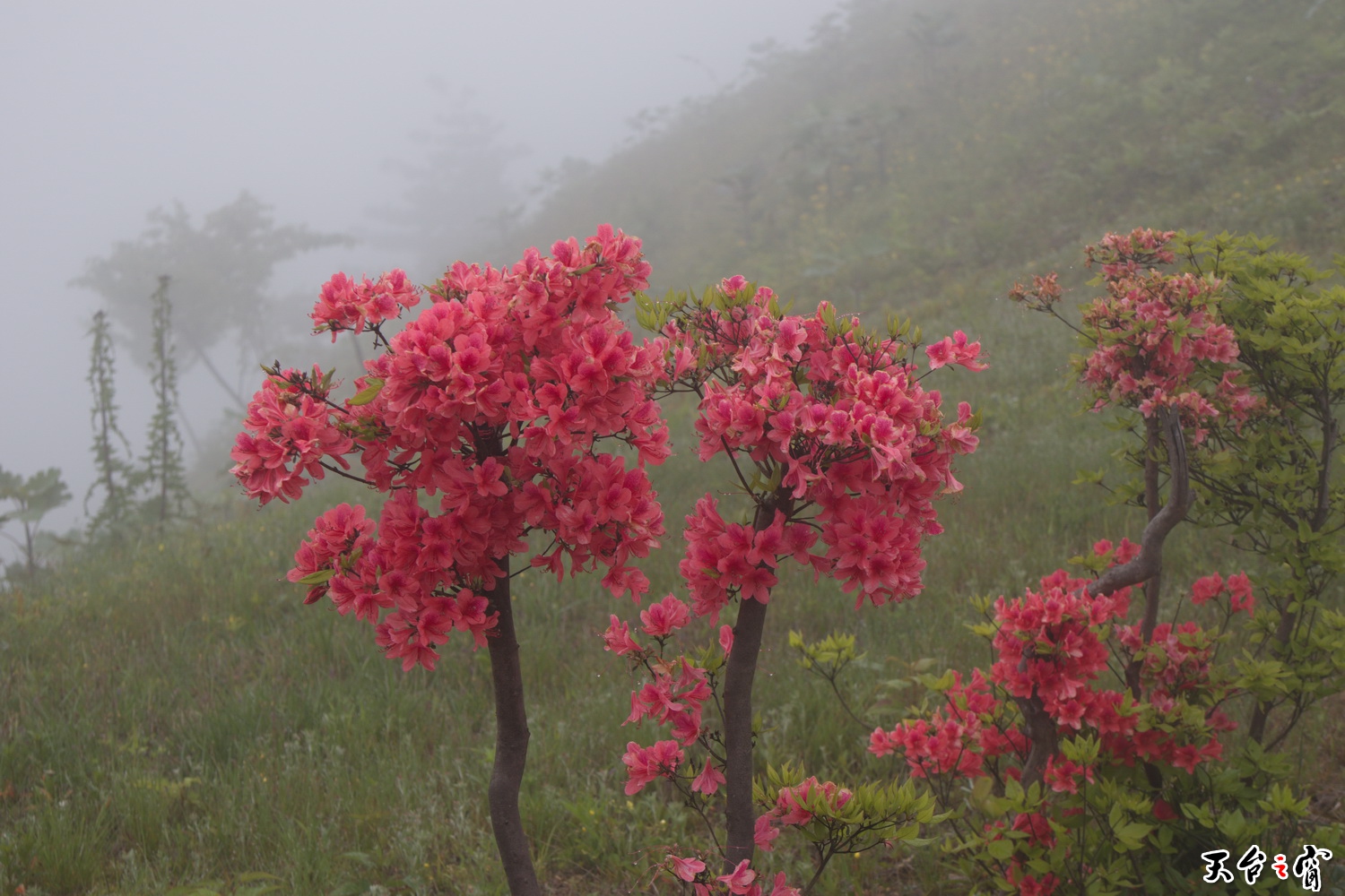 IMG_6743_调整大小.jpg