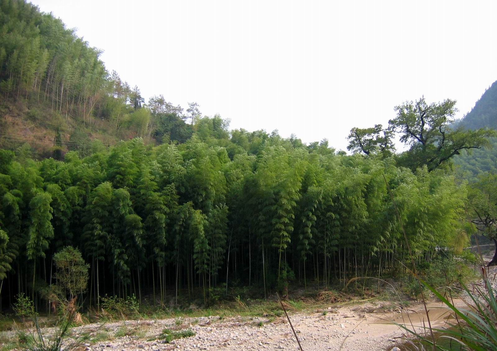 天台花墙--仙居广渡古道行