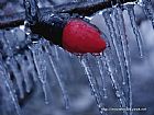 happy Christmas--给小盏和所有的朋友