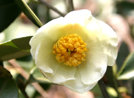 茶花