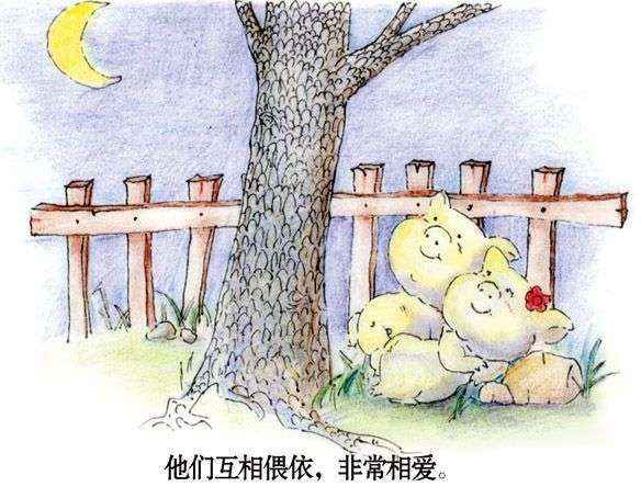 两只猪猪的感人爱情