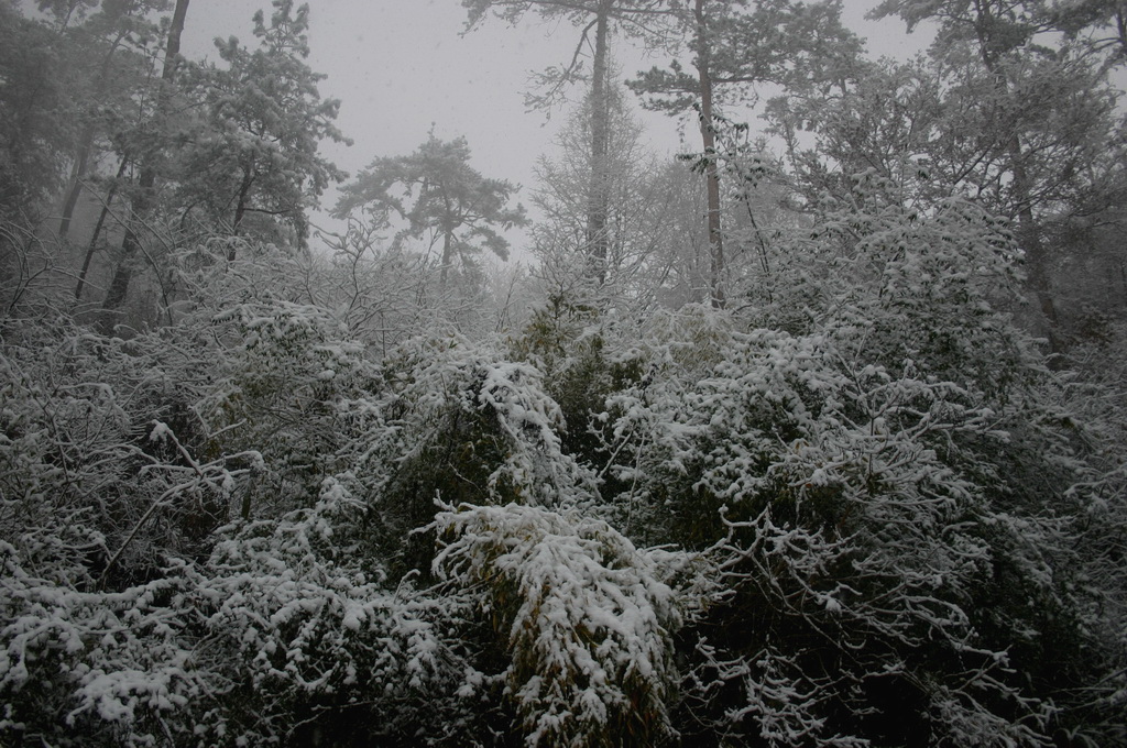 冒着生命危险拍的雪中即景