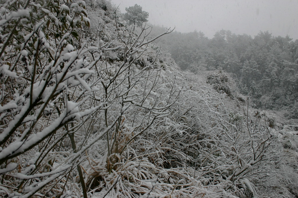 冒着生命危险拍的雪中即景